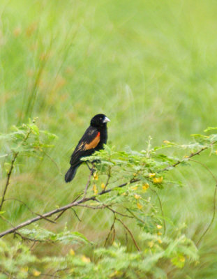 Fan-tailed Widowbird