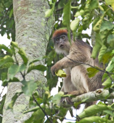 Central African Red Colobus