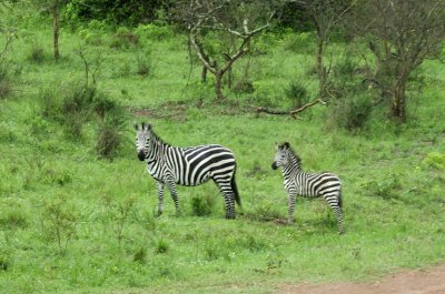 Zebra and colt
