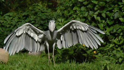 Shoebill Stork about to fly