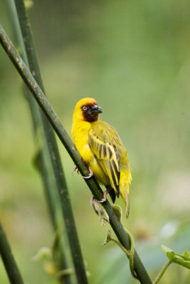 Lesser Masked Weaver