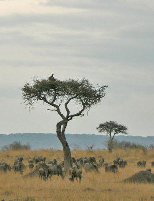 Wildebeest and vulture