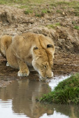 Lion drinking