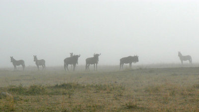 Wildebeest and Zebra in the fog