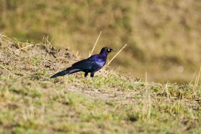 Ruppells Long-tailed Starling