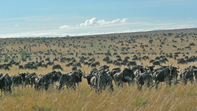 Wildebeest during migration