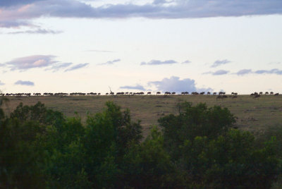 Wildebeest on the horizon