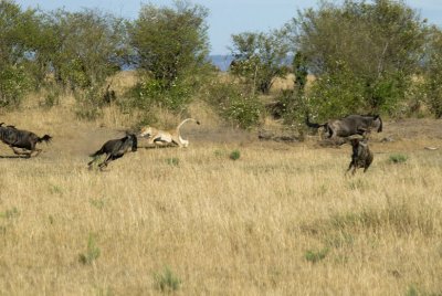Lion attack