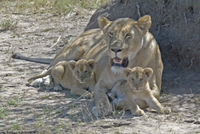 Lioness with 3 mo cubs