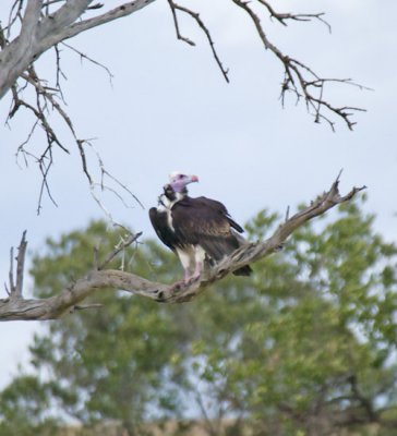 White-headed Vulture