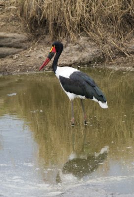 Saddle-billed Stork