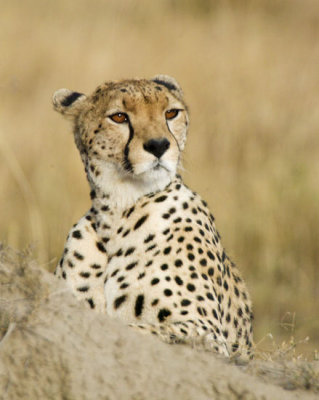 Cheetah portrait