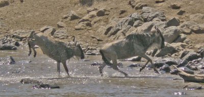 Wildebeest crossing at the Mara River