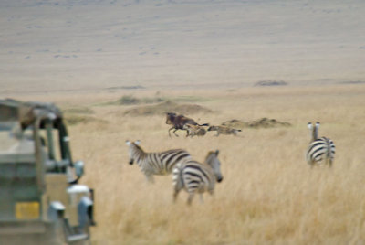 Hyena chase a wildebeest