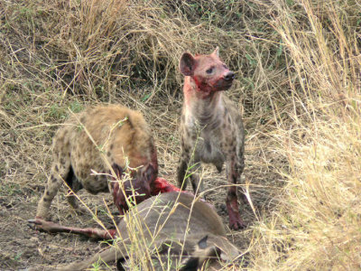 Hyena breakfast close up