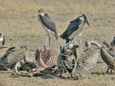 Maribu storks and vultures
