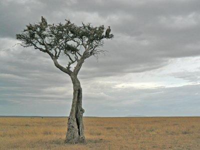 Lone tree on the plain