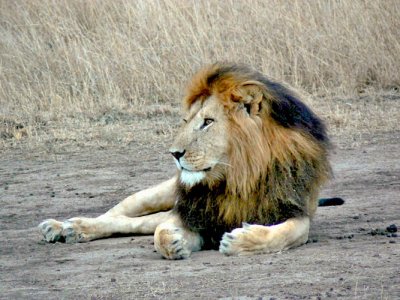 One of the Marsh Pride males