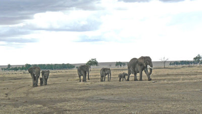 Elephant herd coming from a bath