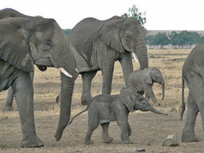 One month old elephant calves