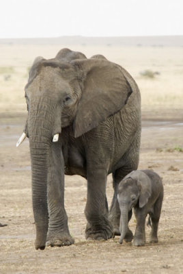 Elephant w 1 mo old calf
