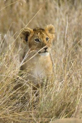 Lion cub from Marsh Pride