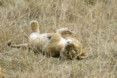 Lion cub from Marsh Pride