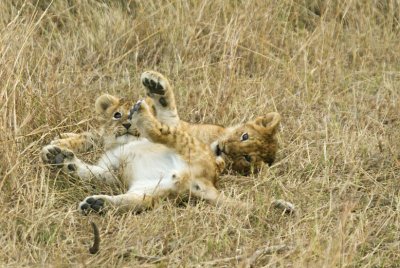 Lion cubs from Marsh pride