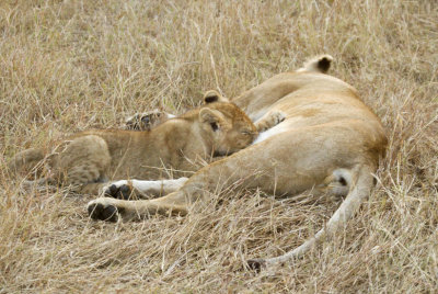 Lion Marsh Pride cub nursing