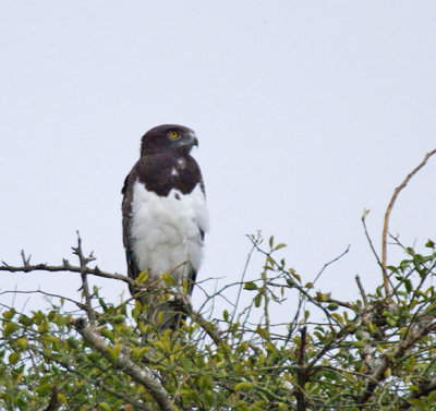 Black-chested Snake-Eagle