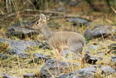 Dikdik