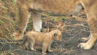 Lion cub and mom