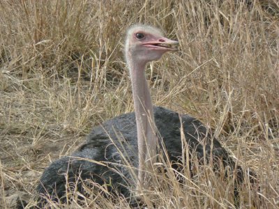 Ostrich at nest