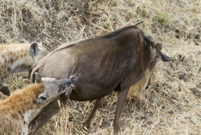 Hyena try to bring down wildebeest