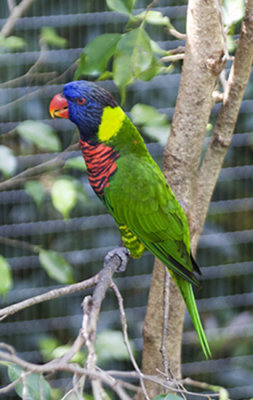 Rainbow Lorikeet