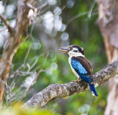 Blue-winged Kookaburra