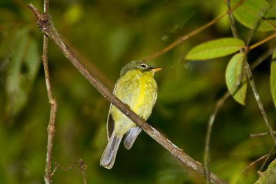 Olive flyrobin