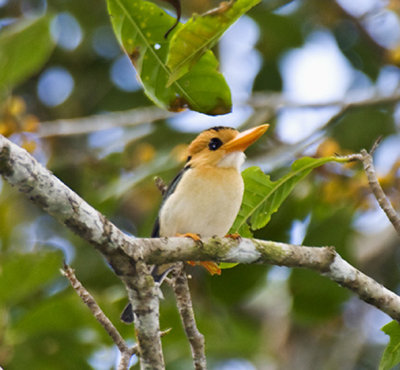 Yellow-billed Kingfisher