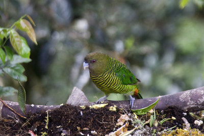 Brehms Tiger-Parrot female