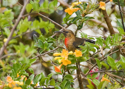 Red-collared Myzomela female