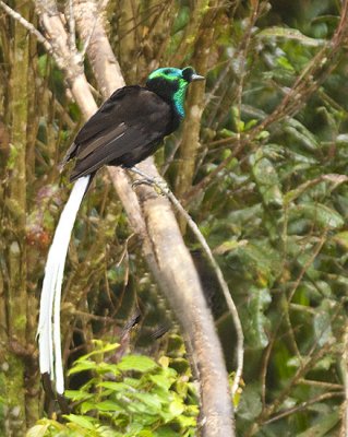 Ribbon-tailed Astrapia