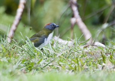 Rufous-naped Whistler