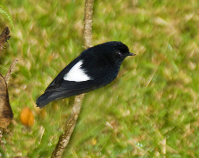 White-winged Robin