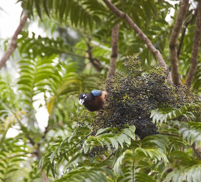 Blue Bird-of-Paradise female