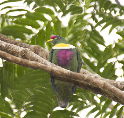 White-breasted Fruit-Dove