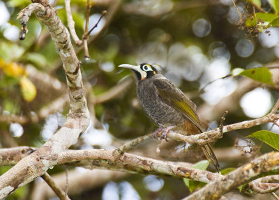 Yellow-Browed Melidectes