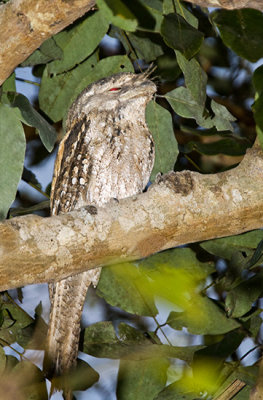 Papuan Frogmouth