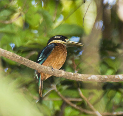 Rufous-bellied Kookaburra