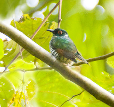 White-eared Bronze-Cuckoo