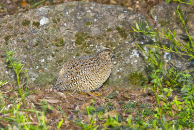 Brown Quail